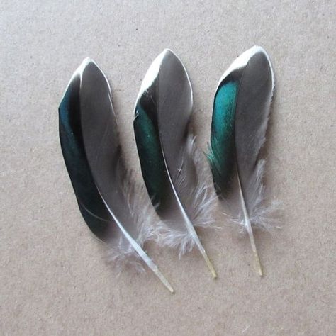 Uk Wildlife, Finding Feathers, Teal Duck, Wing Feathers, Coloured Feathers, Watercolor Feather, Dark White, Tattoo Bracelet, Making Jewellery