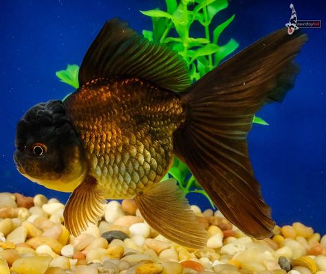 Black Thai Oranda Black Goldfish, Aquarium Backgrounds, Goldfish, Koi, Terrarium, Fish Pet, Fish, Animals, Black