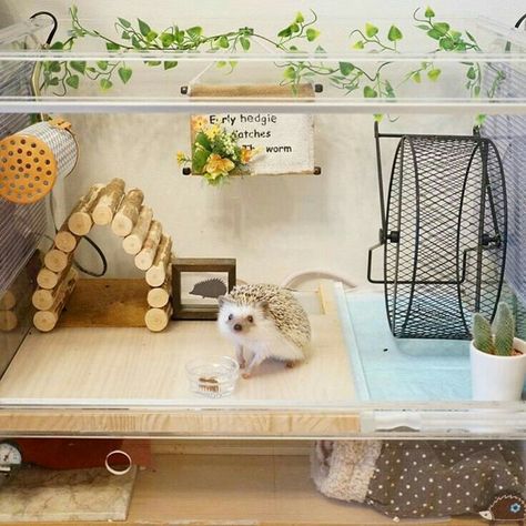 ♡☆ My Beautiful Hedgie House ☆♡ Hedgehog Pet Cage, Hedgehog Care, Hedgehog Cage, Pygmy Hedgehog, Hedgehog House, Hedgehog Pet, Baby Hedgehog, Animal Room, Cute Hedgehog