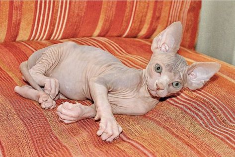 Cat cats sphxnx Chat Sphynx, Hypoallergenic Cats, Sphynx Cats, Cat Body, Baby Otters, Dancing Cat, Cat Model, Hairless Cat, Sphynx Cat