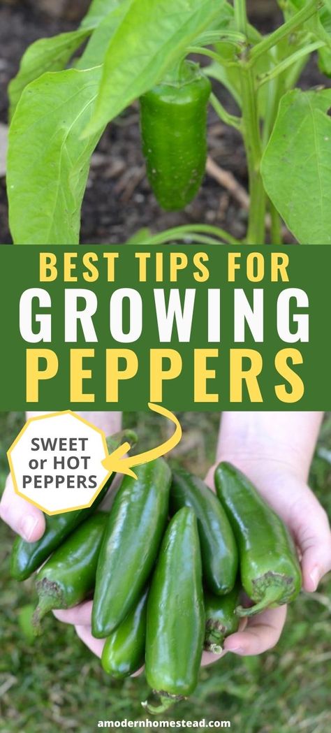 How To Grow Green Peppers, Growing Green Peppers, Grow Bell Peppers, Bell Pepper Plant, Growing Green Beans, Homestead Gardening, Growing Vegetables In Pots, Growing Peppers, Vegan Burrito