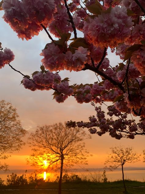 #aesthetic #sunset #sunsetphotography #spring #hungary #lake Blossom Aesthetic, Aesthetic Sunset, Garden Paths, Sunset Photography, Hungary, Trees To Plant, Blossom, Trees, Lake