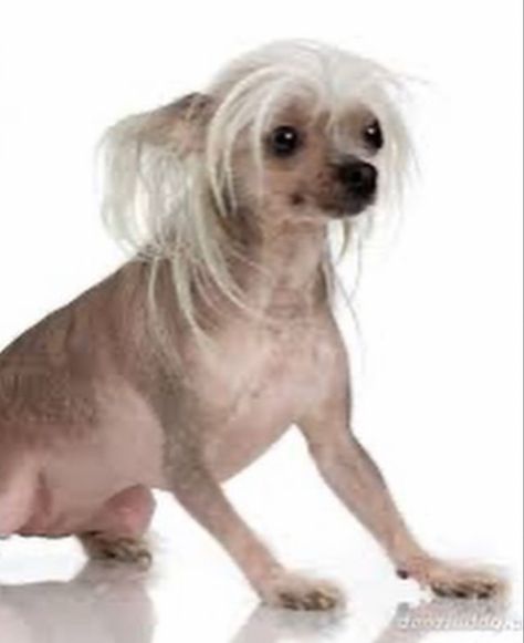 Hairless Animals, Hairless Dogs, Chinese Crested Hairless, Pum Pum, Hairless Dog, Chinese Crested Dog, Dog Picture, Chinese Crested, New Board