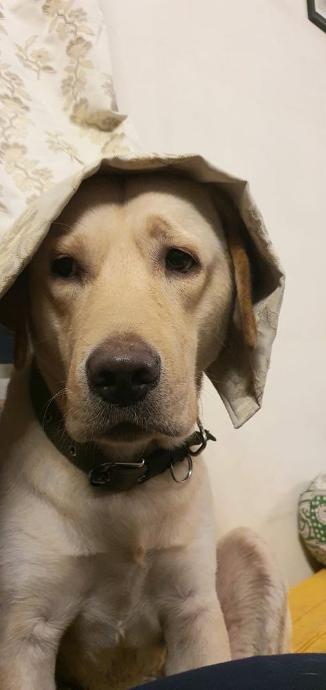 1 year old labrador Old Labrador, Cute Dog, Baby Animals, Labrador, Cute Dogs, 1 Year, Year Old, Hats, Dogs