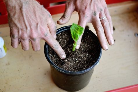 The ABCs of Hydrangea Propagation - Garden Therapy Hydrangea Plant Care, Propagating Hydrangeas, Plants From Cuttings, Garden Tricks, Propagate Plants, Hydrangea Landscaping, Garden Therapy, Hydrangea Care, Growing Hydrangeas