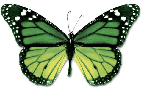 Butterflies are the victim of both parasites and predators. They are also readily susceptible to disease. They do have a range of defense mechanisms. Tattoo Butterfly, Butterfly Images, Butterfly Clip Art, Flying Insects, Butterfly Pictures, Butterfly Drawing, Butterfly Effect, Green Butterfly, Butterfly Wallpaper