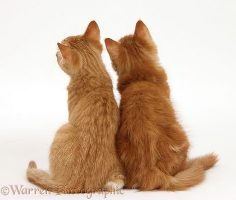 Two ginger kittens, back view Cat From Back View, Back View Poses, Cat Looking Back, Cat Back View, Cat Poses, Cat Expressions, Cat Drawing Tutorial, Ginger Kitten, Cat Anatomy