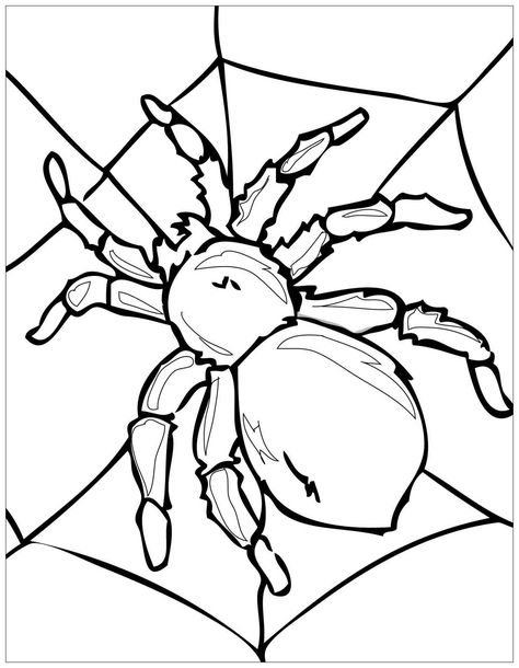 Tarantula Drawing, Spider Coloring Pages, Spider Template, Spider Printable, Art Insects, Printable Halloween Decorations, Spider Pictures, Spider Coloring Page, Insect Coloring Pages