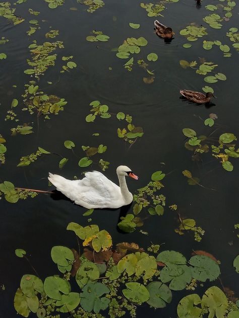 white swan river green Swan Love, Swan River, White Swan, Cottagecore Aesthetic, Mulan, Planet Earth, Beautiful Creatures, Disney, Drawings