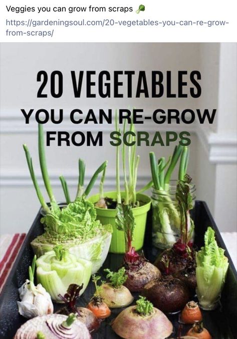 Grow From Scraps, Regrow Vegetables, Growing Vegetables In Pots, Indoor Vegetables, Vegetable Garden Planner, House Ranch, Small Vegetable Gardens, Vegetable Garden Planning, Vegetable Garden For Beginners