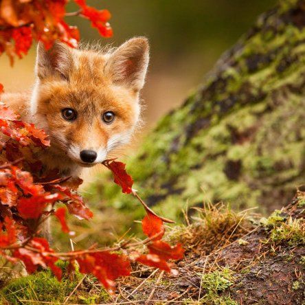 Home / Twitter Fox In Autumn, Baby Fox, Fox, Red