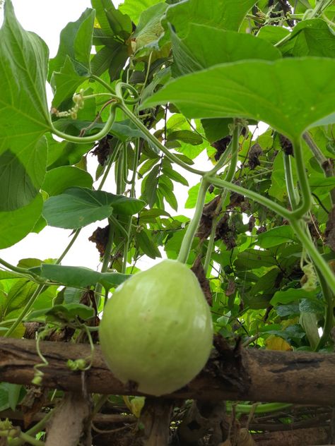 Calabash fruits have a variety of shapes: they can be huge and rounded, small and bottle-shaped, or slim and serpentine, and they can grow to be over a metre long. Rounder varieties are typically called calabash gourds. The gourd was one of the world's first cultivated plants grown not primarily for food, but for use as containers. The bottle gourd may have been carried from Asia to Africa, Europe, and the Americas in the course of human migration. Calabash Fruit, Bottle Gourd Recipe, Calabash Gourd, Human Migration, Bottle Gourd, Nature Design, Horticulture, Gourds, Fruit