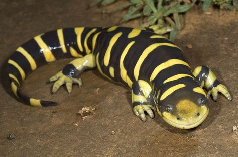 Barred Tiger Salamander, Salamander Dragon, Fae Witch, Desert Mural, Tiger Salamander, Chameleon Lizard, Amazing Frog, Witch Garden, Salamanders