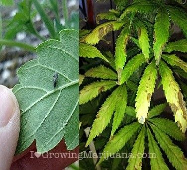 Fungus Gnats, Plant Bud, Identify Plant, Plant Problems, Growing Seeds, Garden Pests, How To Grow, Garden Beds, Gardening Tips