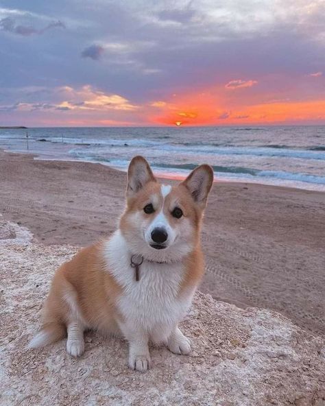 Corgi Wallpaper, Corgi Dog Breed, Images Of Dogs, Baby Corgi, Cute Corgi Puppy, Funny Corgi, Corgi Pictures, Funny Puppies, Puppy Funny