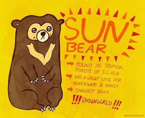 Malayan Sun Bear, Biology Experiments, Sun Bear, Bear Sketch, Animals Information, Fun Facts About Animals, Old School Cartoons, Bear Drawing, Graphics Layout