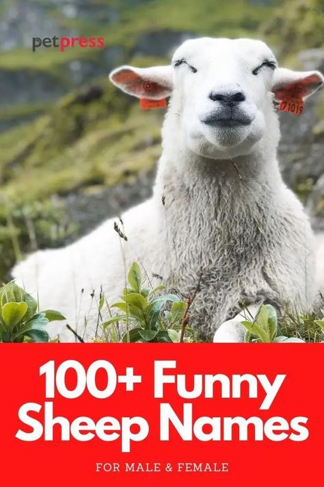 Sheep are emotionally complex animals, so it wouldn’t be rare to see if they make funny faces at times. So if you’re looking for funny sheep names for either male or female, then view our list of over 100 funny and punny name ideas for a sheep! Show Sheep Names, Sheep Names, Pet Sheep, Funny Sheep, Make Funny Faces, Baby Sheep, Wooly Mammoth, Funny Names, Sheep And Lamb