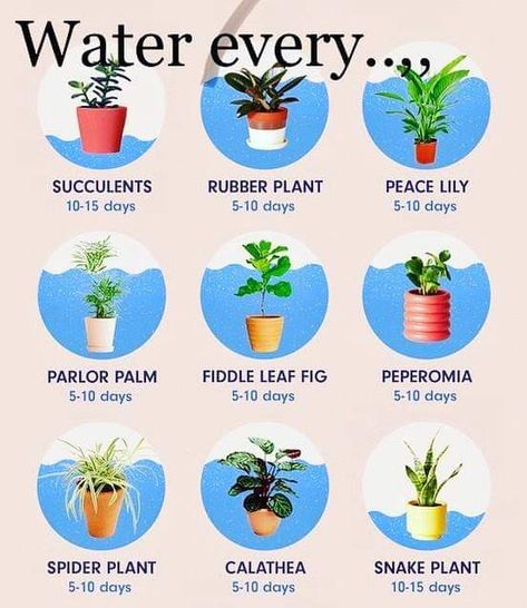 Kaktus Dan Sukulen, Life Made Simple, Plants In Pots, نباتات منزلية, Household Plants, Plant Care Houseplant, Alpine Plants, Plant Hacks, Inside Plants