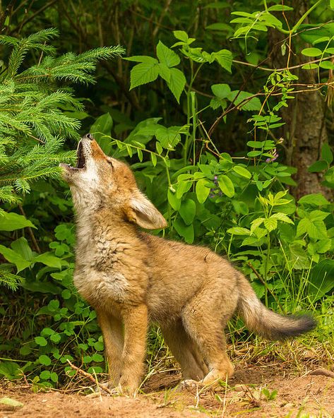 Coyote (Canis latrans) / Coyote / Image by Delimont, Danita from imageprofessionals.com Coyote Pack, Coyote Therian, Coyote Art, Desert Coyote, Coyote Pup, Coyote Animal, Brittany Furlan, Art Competition Ideas, Coyote Ugly