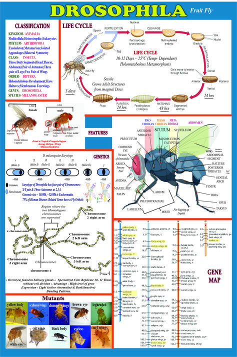 Drosophila Melanogaster, Kingdom Animalia, Cell Biology, Fruit Flies, School Tips, School Hacks, Stem Cells, Life Cycles, Story Ideas