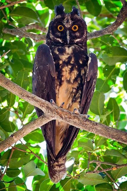 Stygian Owl Stygian Owl, Artificial Aesthetic, Kite Bird, Bird Aesthetic, Bird Kite, Awesome Owls, Nocturnal Birds, Owl Photos, Owl Pictures