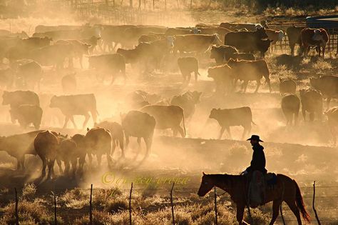 New Mexico Cowboy // Cattle Ranch // Quincy Orona Cowboy Life, American Paint Horse, Cattle Ranch, Cattle Drive, American Paint, Cattle Ranching, Alien Planet, Ranch Life, Visual Aids