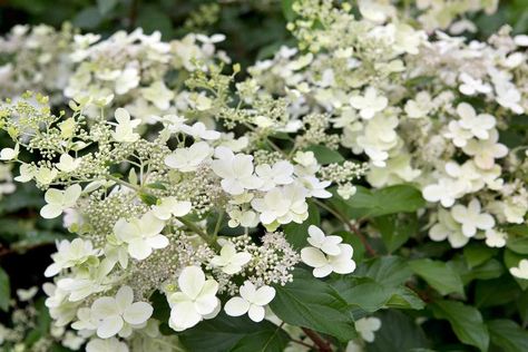 White hydrangeas are more subtle than their blue and pink counterparts. We recommend nine to try. Shrubs For Borders, Cottage Garden Borders, Pruning Hydrangeas, Hydrangea Tree, Edible Roses, Panicle Hydrangea, Hedging Plants, Hydrangea Care, Growing Hydrangeas