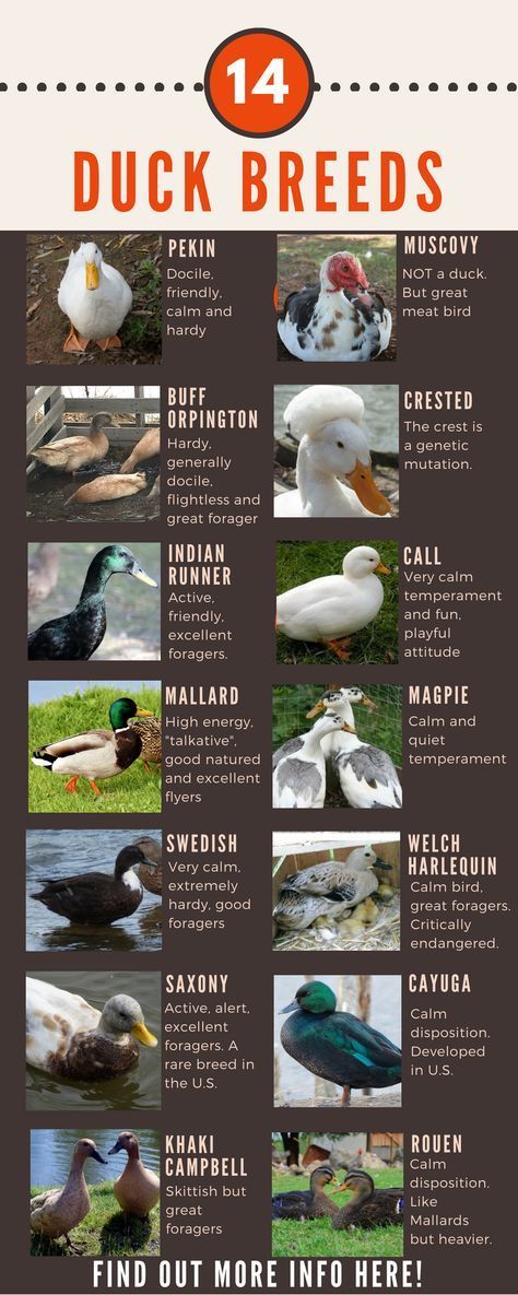 Duck Breeds Chart of 14 ducks that people can own in their own back yard. Find out more about each breed right here! Breeds Of Ducks, Turkey Breeds Chart, Duck Yard Ideas, Duck Breeds Chart, Duck Waterer No Mess, Backyard Duck Coop, Goose Breeds, Chicken Breeds Chart, Geese Breeds