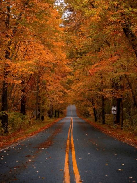 All Falls Down, New England Fall, Pumpkin Leaves, Autumn Magic, Aesthetic Fall, Autumn Scenery, Fall Halloween Decor, Fall Pictures, Autumn Colors