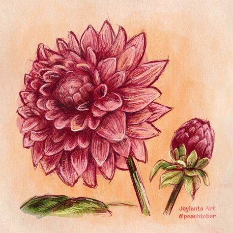 ✨ Yet another combined late night #peachtober24 : DAY 6 - sketch & DAY 7 - bud 🌸🌸🌸 Congratulations to everyone, who is still participating in all those -tobers :D 🤝 #artchallenge #sketch #autumnflowers #peachtober #botanicalillustration #dahlia Dalia Drawing, Dahlia Sketch, Dahlia Flower Drawing, Dahlia Drawing, Dahlia Flower, Single Flower, Day 6, Day 7, Art Challenge