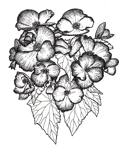 Begonias b&w Begonia Drawing, Begonia Tattoo, Geranium Tattoo, Side Tat, Begonia Flower, Tattoo Black And White, Tattoo Black, Line Art Design, White Tattoo