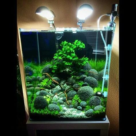 Cube Aquarium, Fish Tank Themes, Taman Air, Fish Tank Terrarium, Small Fish Tanks, Cool Fish Tanks, Fish Tank Design, Betta Aquarium, Tropical Fish Tanks