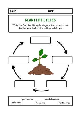 Life Cycle of a Plant Cut and Paste Worksheet - Templates by Canva دورة حياة النبات, Cut And Paste Worksheets, Plant Life Cycle, Business Cards And Flyers, Marketing Business Card, Word Bank, Book Labels, Social Media Video, Worksheet Template