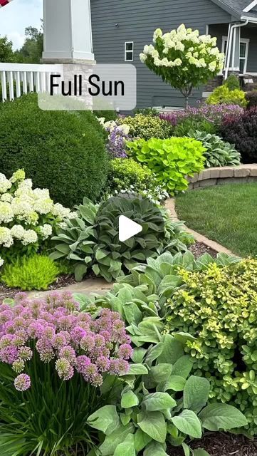 Hydrangea Standard, Full Sun Hydrangea, Allium Millenium, Bobo Hydrangea, Backyard Flowers Beds, Zone 8b, Full Sun Garden, Sun Morning, Allium Flowers