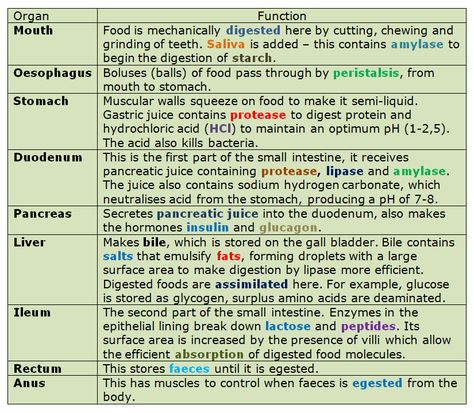 Git Physiology Notes, Alimentary Canal Notes, Human Nutrition Notes, Food Tests Biology, Biology Notes Igcse, Igcse Biology Revision Notes, Human Digestive System Notes, Digestive System Notes, Digestion Notes