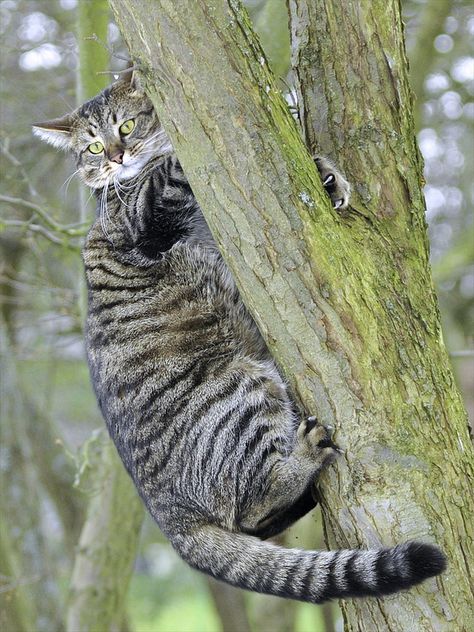 Scottish Wildcat, Cats In Hats, Scottish Animals, Small Wild Cats, Cat Reference, British Wildlife, Cat Pose, Unusual Animals, Cat Parenting