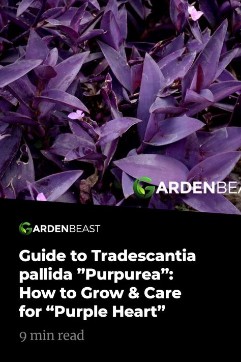 Purple Passion Plant, Purple Heart Plant, Plants Names, Memory Garden, Wandering Jew Plant, Heart Plant, Cactus House Plants, Wandering Jew, Backyard Plan