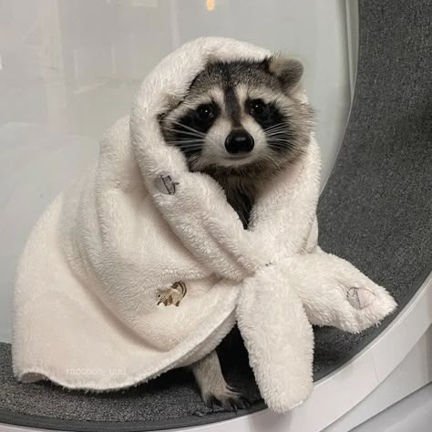 Raccoon Aesthetic, Profile Picture Cute, Raccoon Memes, Cute Raccoons, Trash Pandas, Pet Raccoon, Pfp Profile, Cute Raccoon, Raccoon Funny