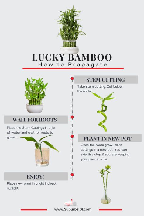 9 Tips on How to Care for Your Lucky Bamboo (Dracaena braunii Infographic) Bamboo Plant Care Indoor, Lucky Bamboo Decor, Bamboo Plant Indoor, House Tree Plants, Lucky Bamboo Care, Bamboo Plant Care, Garden Flowers Ideas, Indoor Bamboo, Best Plants For Bedroom