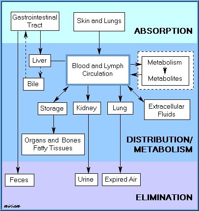 Nervous System Anatomy, Veterinary Studies, Nursing Information, Nclex Study, Nursing Mnemonics, College Life Hacks, Pharmacy School, Pharmacology Nursing, College Notes