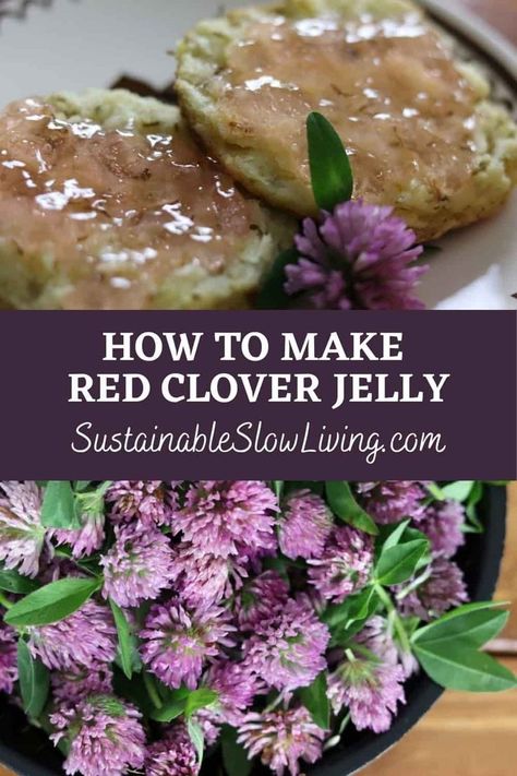 Red clover jelly is so easy to make. It's quick, inexpensive, and tasty. And, perhaps most importantly, it's just plain fun! Pinecone Jelly, White Clover Jelly, Red Clover Recipes, Red Clover Jelly Recipe, Clover Jelly Recipe, Clover Jelly, Forest Recipes, Herbal Jelly, Flower Jelly