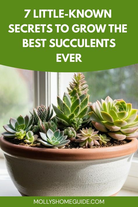 Discover the beauty of cultivating succulents from seeds with our comprehensive guide. Learn step-by-step instructions on how to start growing your own collection of unique succulent varieties at home. From selecting the right seeds to nurturing your plants, we provide all the information you need to succeed in this rewarding gardening endeavor. Explore different techniques and tips for successful seed germination and watch as your tiny seeds transform into stunning succulent plants right before How To Care For Succulents Indoors, Growing Succulents From Seed, Succulent Varieties, Grow Succulents, Baby Succulents, Succulent Seeds, Succulent Gardens, Succulent Wall Art, Succulent Wreath