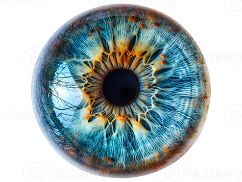 Blue Iris Eye, Iris Eye, Blue Iris, Eye Photography, Character Inspo, Coven, An Eye, Aesthetic Backgrounds, Free Png