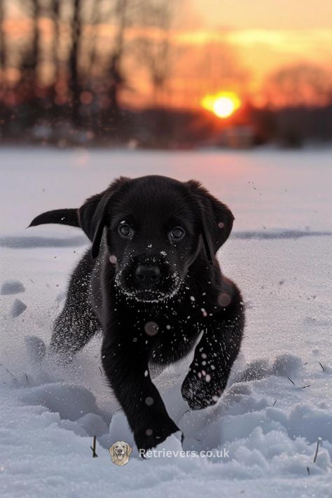 Catch this playful Labrador pup in action as he dashes through a winter wonderland at sunset! 🌅❄️ His spirited frolics and flurries of snowflakes make for the purest joy captured on camera. Whether you're a Lab lover, a snow enthusiast, or just in need of a smile, this little bundle of energy is sure to brighten your day. #LabradorRetriever #PuppyPlaytime #WinterFrolic #SunsetChaser #JoyfulPup Let's spread the warmth of this cold-weather cuddle buddy and chase sunsets together! 🐕💕✨ Sunset Snow, Labrador Black, Black Lab Dog, Labrador Noir, Black Labrador Retriever, Black Lab Puppies, Very Cute Dogs, Cuddle Buddy, Lab Puppies