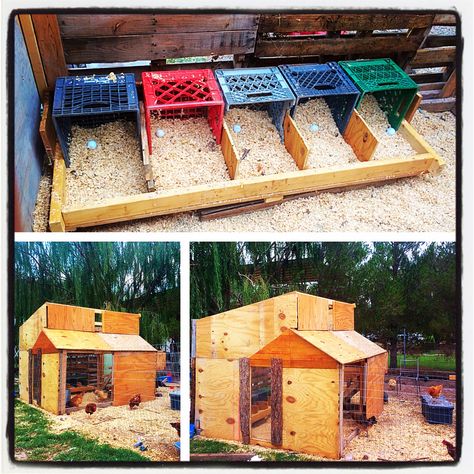 Conex Box Chicken Coop, Expanding Chicken Coop, Chicken Nests, Crate Garden, Clean Chicken Coop, Chicken Run Plans, Backyard Chickens Diy, Inside Chicken Coop, Brooder Box