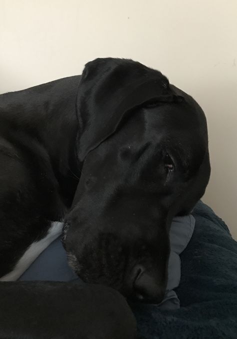 Sunday snoozing #greatdane Black Great Dane, Great Danes Black, Great Dane Black, Black Grate Dane, Black Great Dane Cropped Ears, Black Great Dane Aesthetic, Black Great Danes, Large Black Dog, Disabled Dog