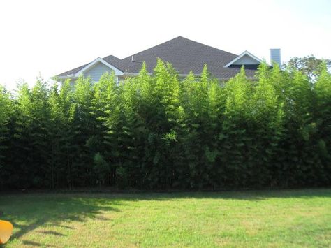 Bamboo Screening Plants, Golden Goddess Bamboo, Golden Bamboo Plant, Bamboo Privacy Hedge, Backyard Bamboo, Phyllostachys Aurea, Arborvitae Landscaping, Bamboo Privacy Fence, Bamboo Screen