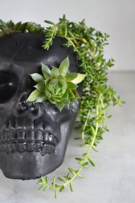 DIY Skull Succulent Planter | Sage to Silver | DIY Halloween | Halloween decor | skull decor | home decor ideas | gardening | succulents Skull Succulent, Diy Planters Indoor, Diy Skulls, Skull Planter, Succulent Planter Diy, Goth Garden, Gothic Garden, Dry Garden, Amazing Decor