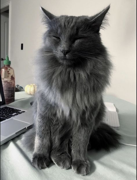 Blue Russian Cat, Nebelung Cat, Russian Blue Kitten, Russian Cat, Nebelung, Long Haired Cats, Russian Blue Cat, Cat Photos, Blue Cute