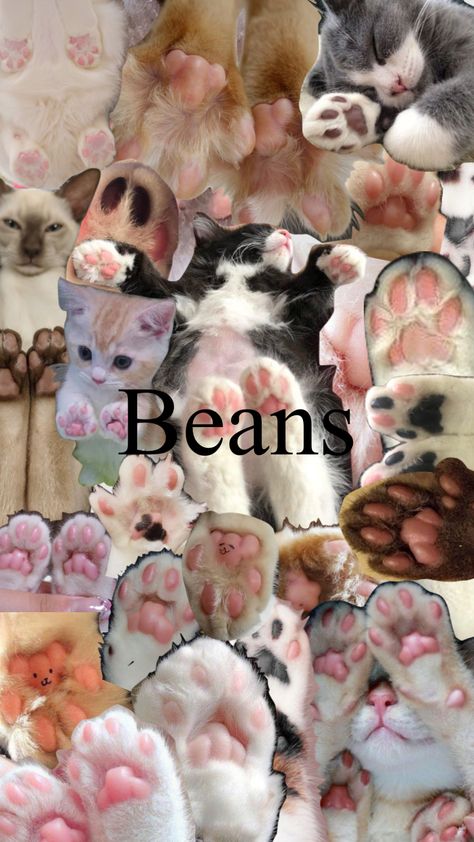 Cat beans #aestheitc #cat #beans #paws #cute #toes #collagerandom Toe Beans Cat Paws, Cat Toe Beans, Random Cat, Paw Wallpaper, Cat Collage, Types Of Beans, Toe Beans, Dog Cafe, Types Of Cats